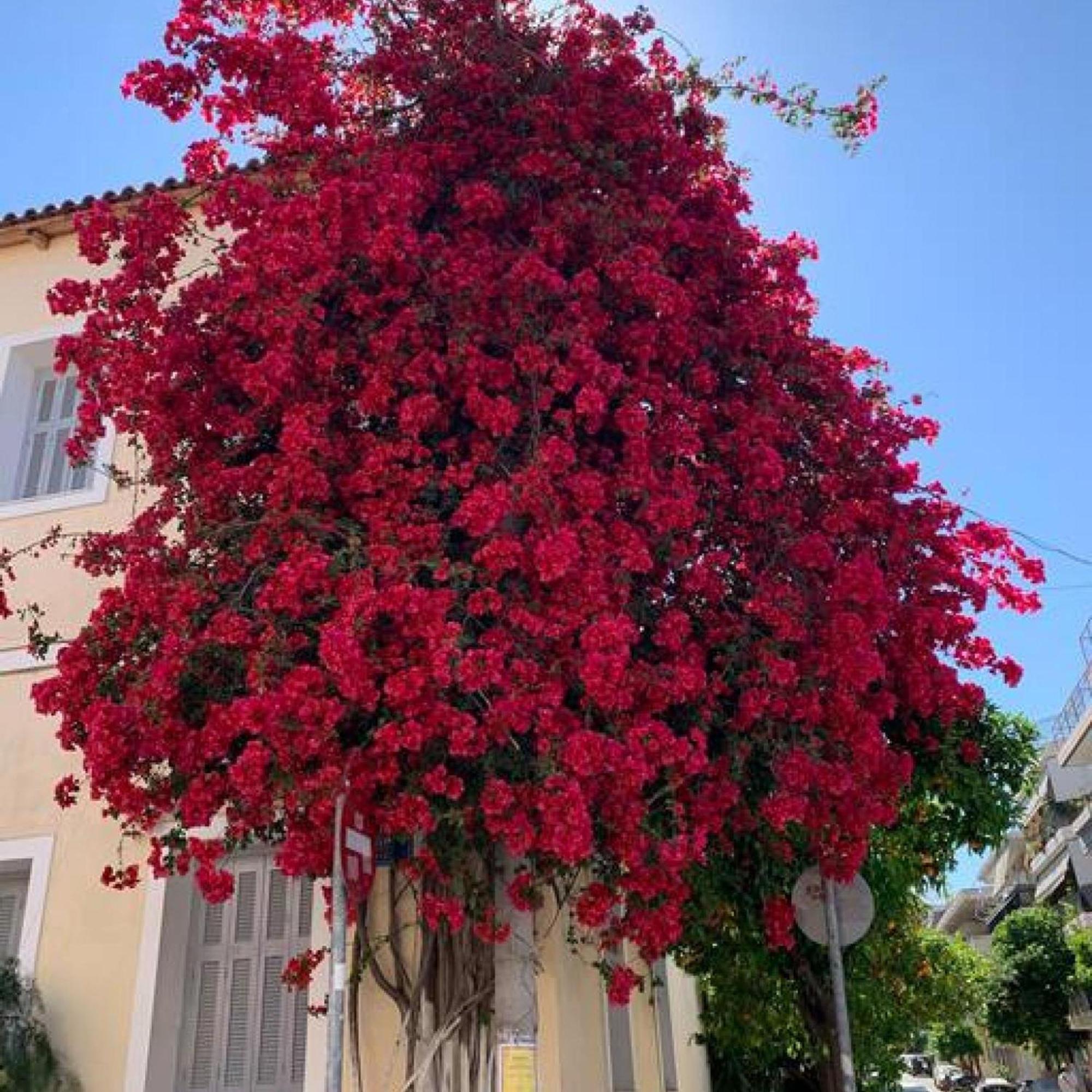 Comfortable Living In Athens 2Br Apartment エクステリア 写真